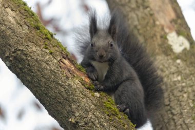 Ormanda Avrupalı kahverengi sincap, seçici odak