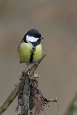 Dalüzerinde büyük bira, seçici odak