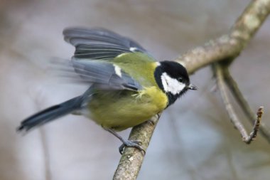 Dalüzerinde büyük bira, seçici odak