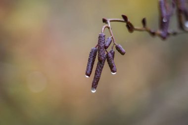 Sonbaharda yağmur damlaları ile nemli dallar, seçici odaklanma