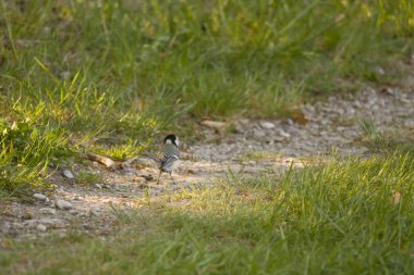 Çimenlerdeki büyük meme, seçici odaklanma