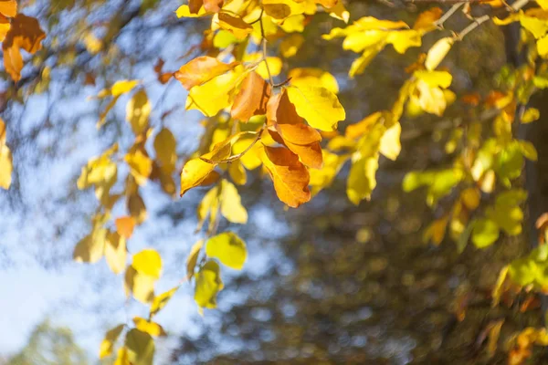 Golden Shining Leaves Selective Focus — Stock Photo, Image