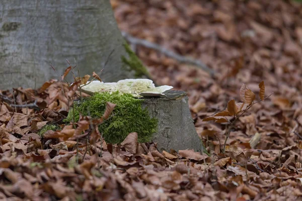 Champignons Emplacement Naturel Dans Forêt — Photo
