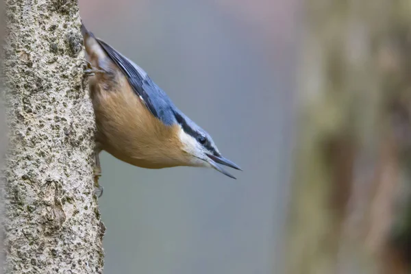 Nuthatch Árbol Enfoque Selectivo — Foto de Stock