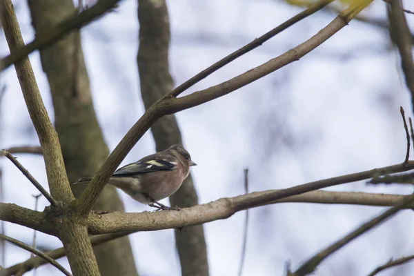 Chaffinch Branch Autumn Forest Selective Focus — Stock Photo, Image