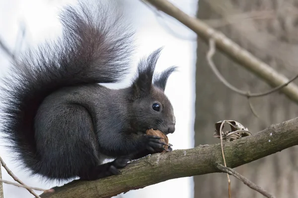 Europäisches Braunes Eichhörnchen Wintermantel Mit Nuss Auf Ast — Stockfoto