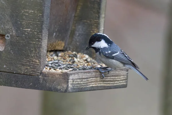 Coal Tit Bird Feeder House Selective Focus — Stock Photo, Image