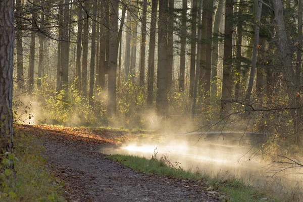 Niebla Subiendo Soleada Mañana Invierno Desde Arroyo Camino Forestal —  Fotos de Stock