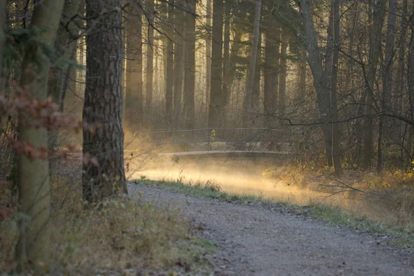 在阳光明媚的冬日早晨 从森林道路上的小溪上升雾 — 图库照片