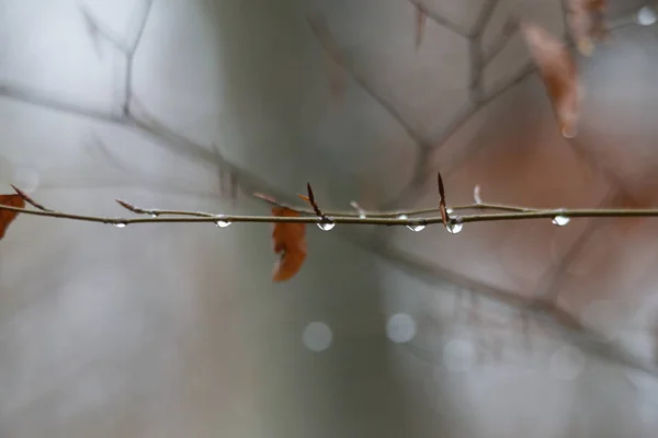 Wet Branches Raindrops Autumn Selective Focus — 스톡 사진