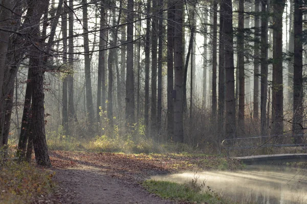 Niebla Subiendo Soleada Mañana Invierno Desde Arroyo Camino Forestal — Foto de Stock