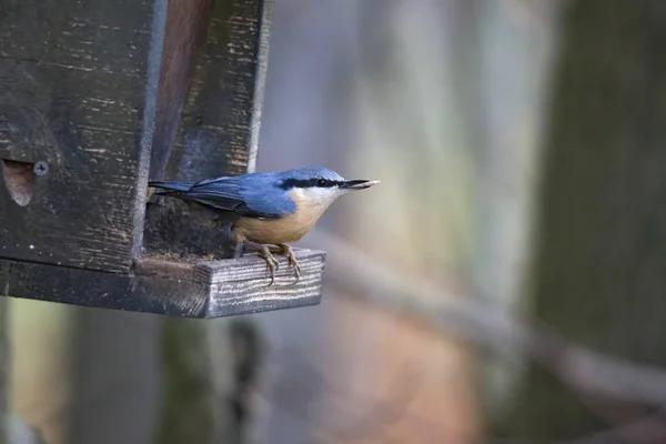 Nuthatch Casa Alimentación Aves Enfoque Selectivo — Foto de Stock