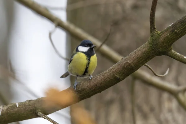 Grote Tiet Tak Selectieve Focus — Stockfoto