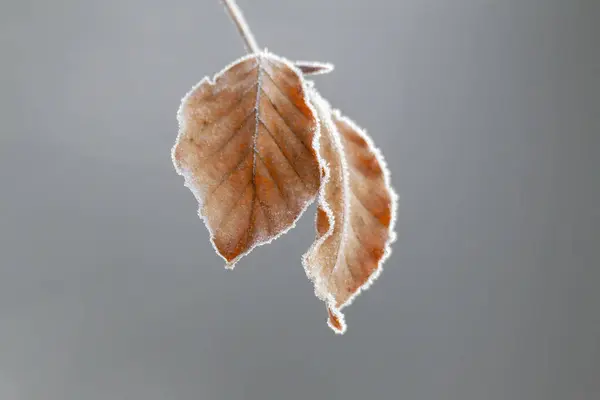 Feuilles Dorées Brillantes Mise Point Sélective — Photo