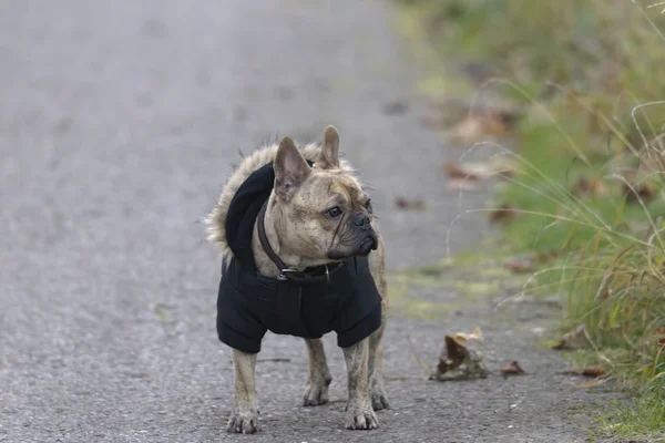 English mastiff with dog coat