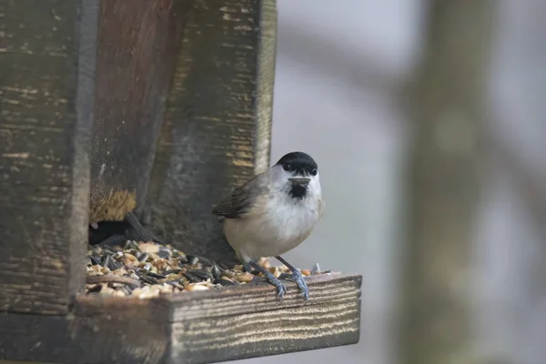 Mésange Marécageuse Dans Forêt Mangeoire — Photo