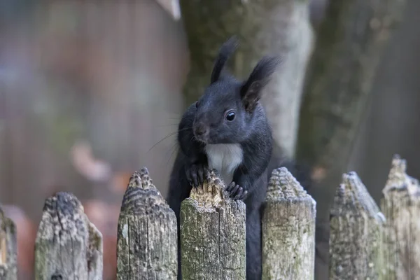 European Brown Squirrel Winter Coat Wooden Fence — Stock Photo, Image