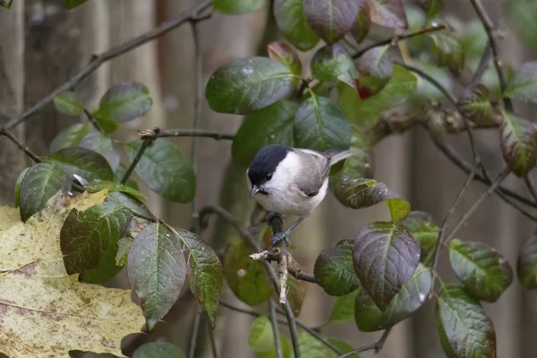 Mésange Marécageuse Forêt Sur Branche Mise Point Sélective — Photo