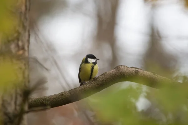 Grande Tit Ramo Foco Seletivo — Fotografia de Stock