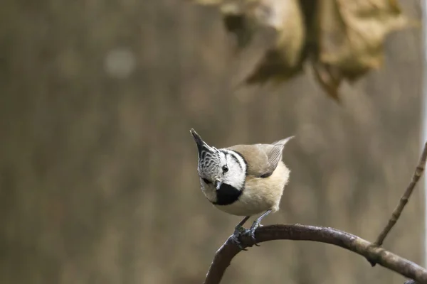 Crested Tit Forest Branch Selective Focus — Stock Photo, Image