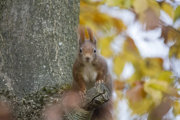 European Brown Squirrel Tree Selective Focus — Stock Photo, Image