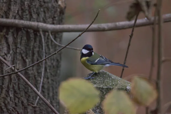 Great Tit Branch Selective Focus — Stock Photo, Image