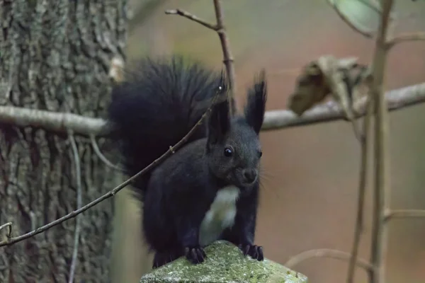 European Brown Squirrel Winter Coat Branch Forest — Stock Photo, Image