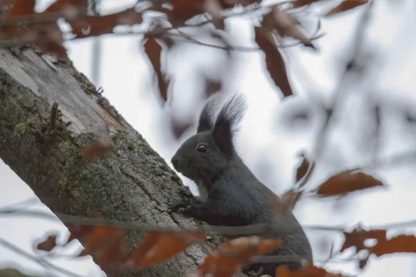 Scoiattolo Bruno Europeo Cappotto Invernale Ramo Nella Foresta — Foto Stock