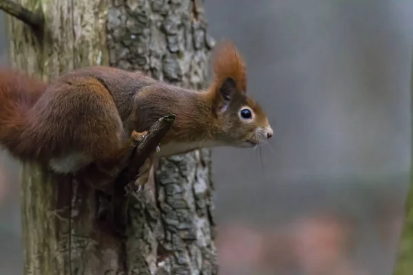 European brown squirrel in winter coat on branch in forest