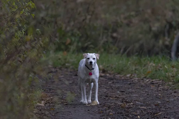 Perro Blanco Rezuma Hierba — Foto de Stock