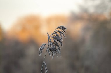 Altın yapraklar güneş tarafından aydınlatılır.