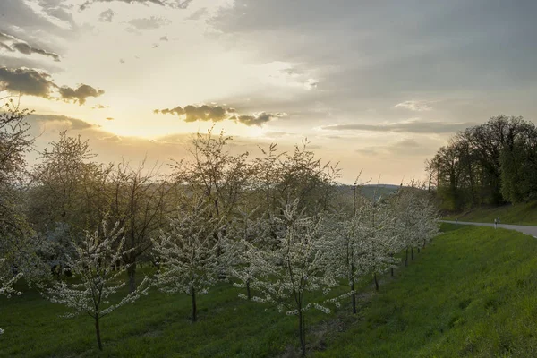 Захід Сонця Виноградниках Markgrfler Рем Який Чорному Лісі — стокове фото