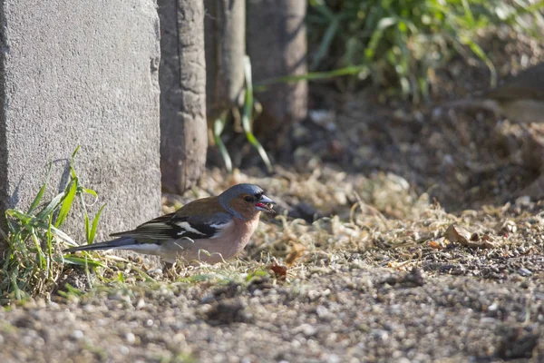 Chaffinch Στο Έδαφος Ψάχνει Για Τροφή Επιλεκτική Εστίαση — Φωτογραφία Αρχείου