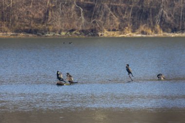 Gölde yüzen ağaç gövdesinde karabataklar