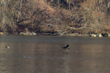 Suyun üzerinde uçan karabataklar, seçici odaklanma 