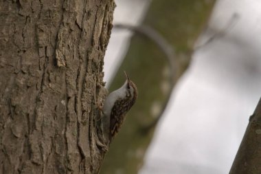 Ağaç kabuğundaki ağaç bekçisi.