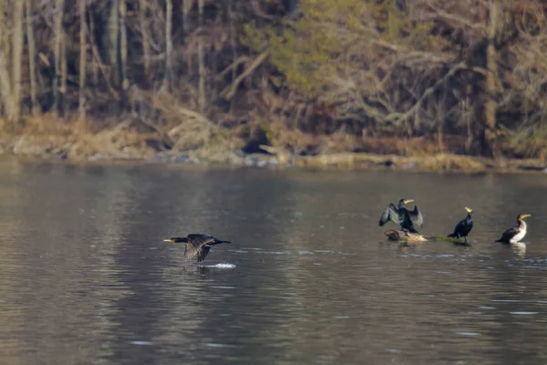 水の上を飛ぶ鵜 選択的な焦点 — ストック写真