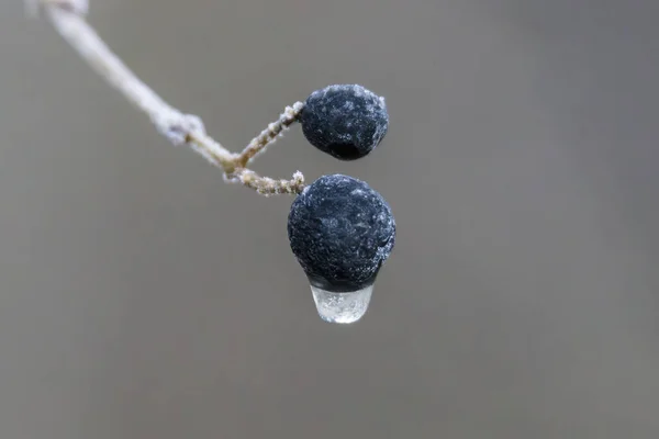 Заморожені Ягоди Кристалами Льоду Селективний Фокус — стокове фото