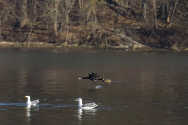 Бакланы Летают Над Водой Избирательный Фокус — стоковое фото