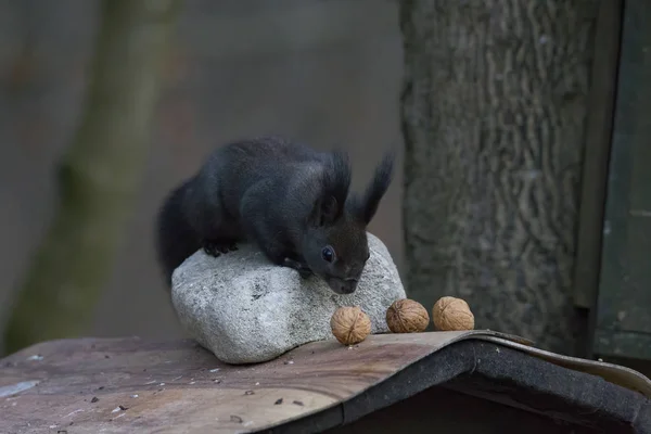 Europäisches Braunes Eichhörnchen Winterfell Mit Nüssen Ast — Stockfoto