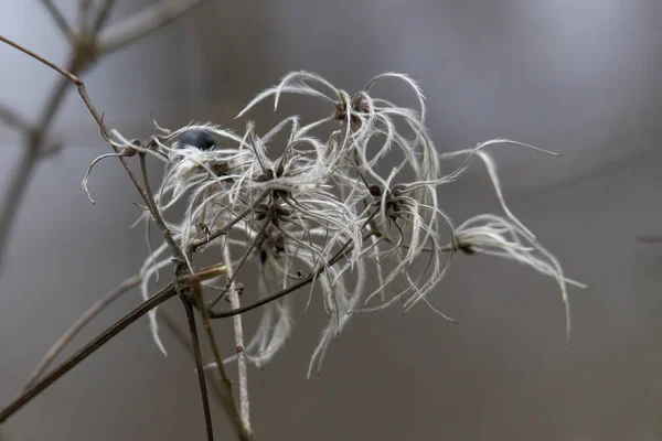 干性线虫种子的特写 — 图库照片