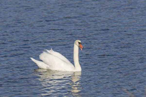 Cygne Agressif Dans Les Gestes Menaçants — Photo