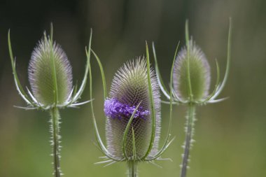 Vahşi kalp devedikeni infloresansı
