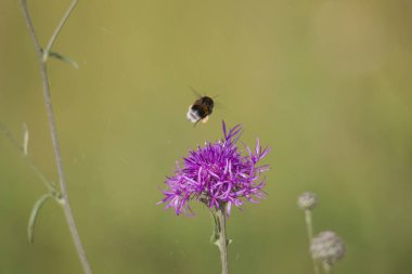 Devedikeni çiçeğinin üzerindeki yaban arıları