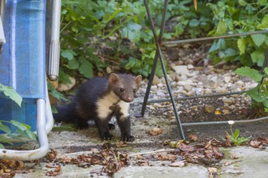 joung Stone marten peeks out of Garden Chairs clipart