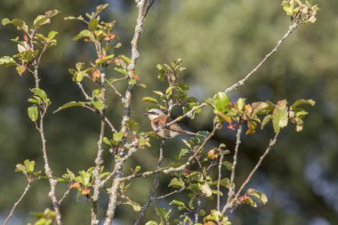 young shrike sitting on branch, selective focus