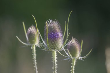 Vahşi kalp devedikeni enfeksiyonu, seçici odaklanma
