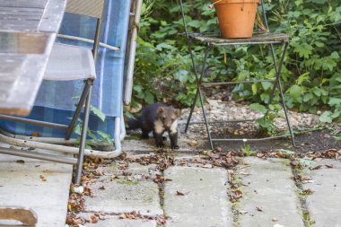 Joung Stone bahçe sandalyesinden dışarı bakıyor.