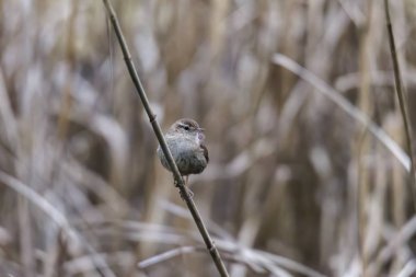 Dal üzerinde göze çarpmayan kırlangıçlar, seçici odaklanma