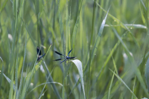 Blå Liggande Demoiselle Sitter Mot Bakgrund Morgonsolen Ett Grässtrå — Stockfoto